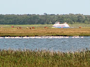 Insel Gro�e Kirr im Barther Bodden